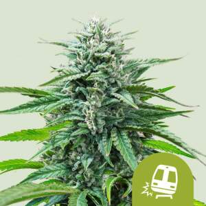 Royal Queen Seeds Trainwreck USA Premium Auto