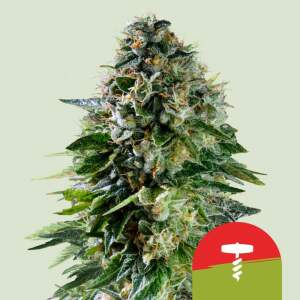 Royal Queen Seeds Tyson Corkscrew Auto