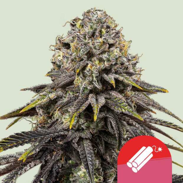 Royal Queen Seeds Tyson Dynamite Diesel