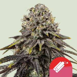 Royal Queen Seeds Tyson Dynamite Diesel