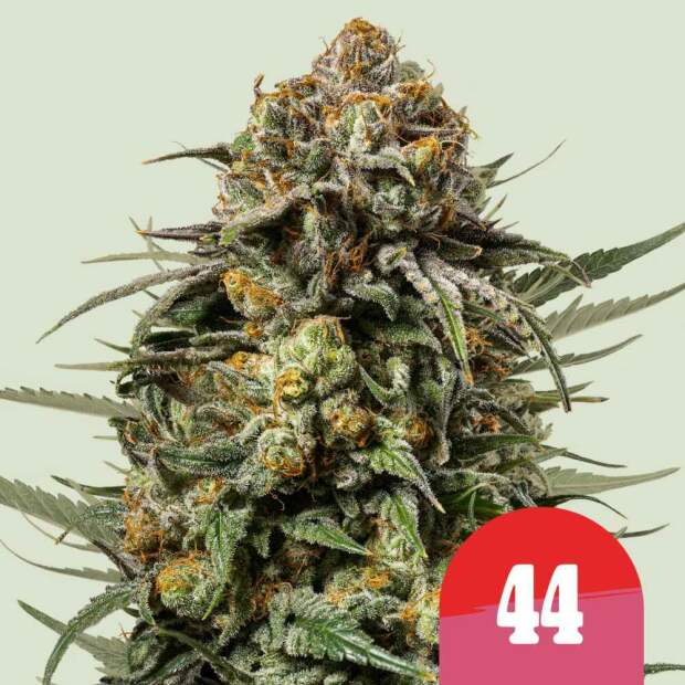Royal Queen Seeds Tyson Gelato 44 3 Stk feminisiert