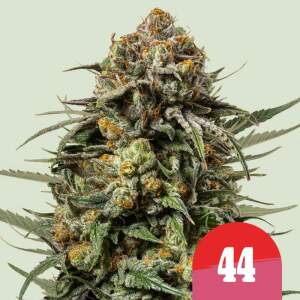 Royal Queen Seeds Tyson Gelato 44 3 Stk feminisiert