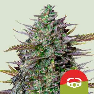 Royal Queen Seeds Tyson GOATlato Auto 3 Stk feminisiert