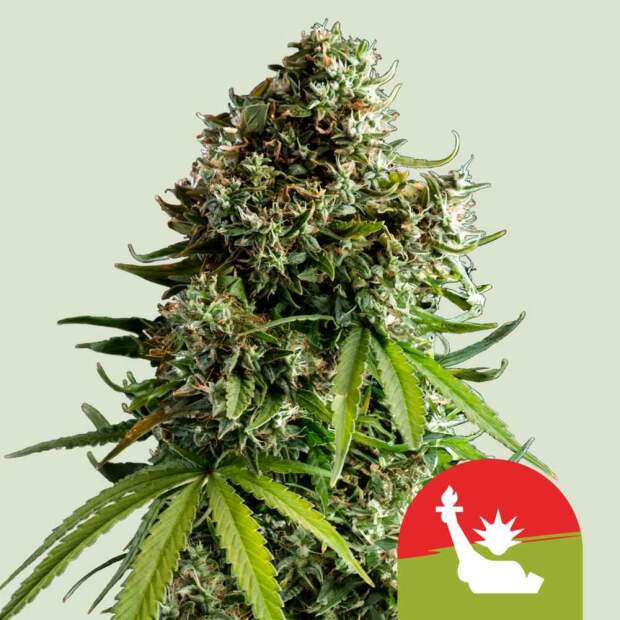 Royal Queen Seeds Tyson NYC Sour D Auto