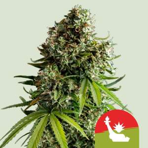 Royal Queen Seeds Tyson NYC Sour D Auto