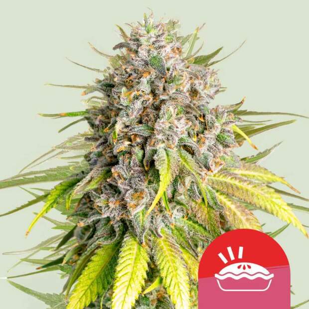 Royal Queen Seeds Tyson Punch Pie 5 pcs feminized