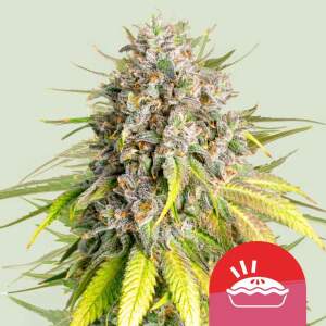 Royal Queen Seeds Tyson Punch Pie 5 pcs feminized