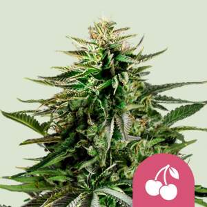 Royal Queen Seeds Cherry Pie USA Premium