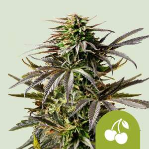 Royal Queen Seeds Cherry Pie USA Premium Auto