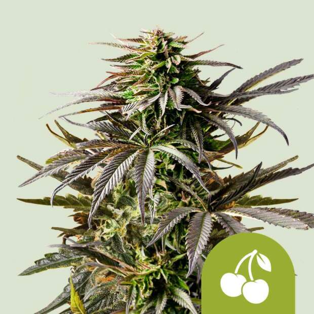 Royal Queen Seeds Cherry Pie USA Premium Auto 3 pcs feminized