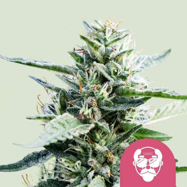 Royal Queen Seeds Granddaddy Purple USA Premium