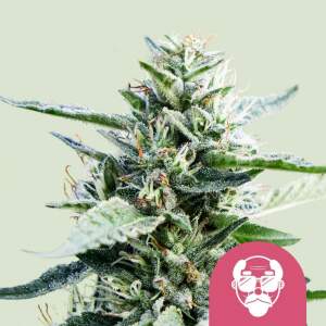 Royal Queen Seeds Granddaddy Purple USA Premium