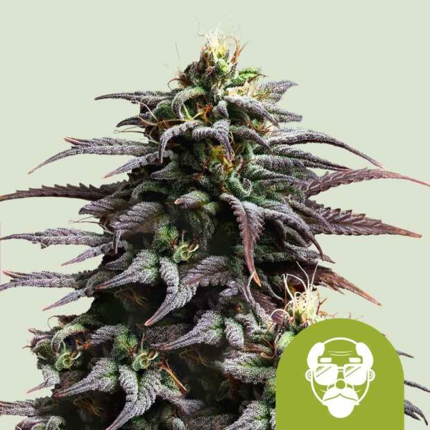 Royal Queen Seeds Granddaddy Purple USA Premium Auto 3 Stk feminisiert