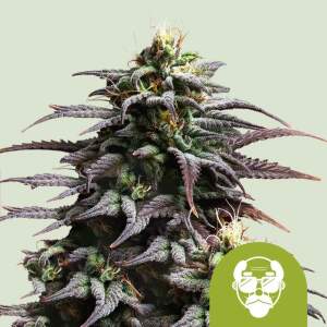 Royal Queen Seeds Granddaddy Purple USA Premium Auto 3...