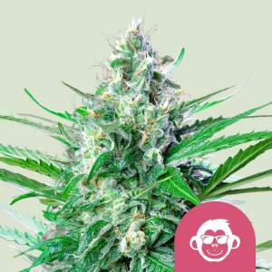 Royal Queen Seeds Grape Ape USA Premium
