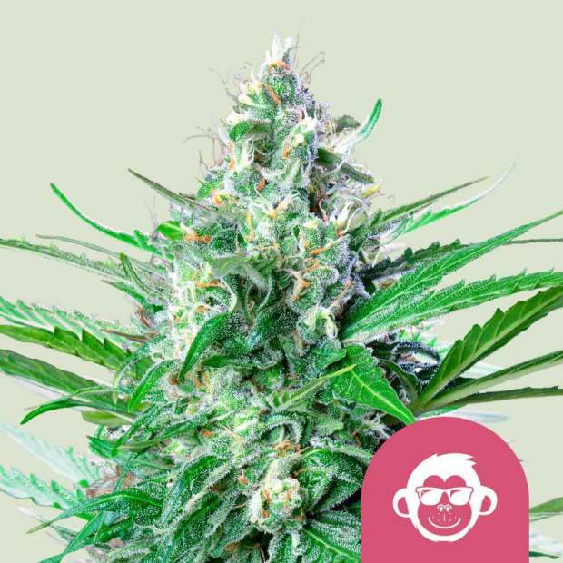 Royal Queen Seeds Grape Ape USA Premium 3 Stk feminisiert