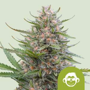 Royal Queen Seeds Grape Ape USA Premium Auto