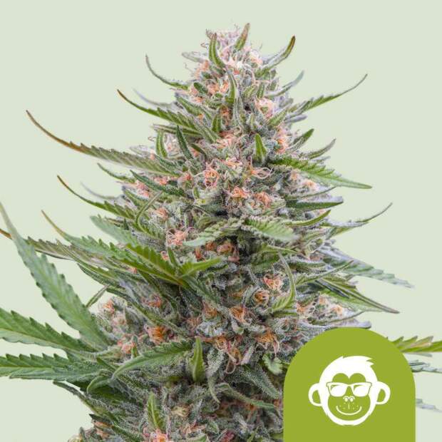 Royal Queen Seeds Grape Ape USA Premium Auto 5 Stk feminisiert
