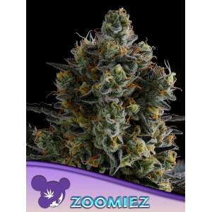 Anesia Seeds Zoomiez