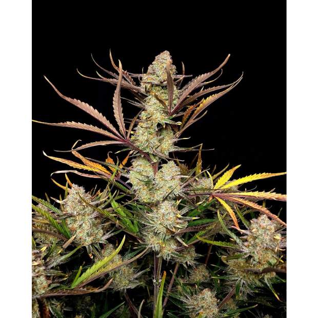 420 Fast Buds Apple Strudel Auto