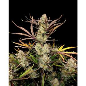 420 Fast Buds Apple Strudel Auto 5 pcs feminized