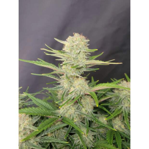 420 Fast Buds Apricot Auto 5 pcs feminized