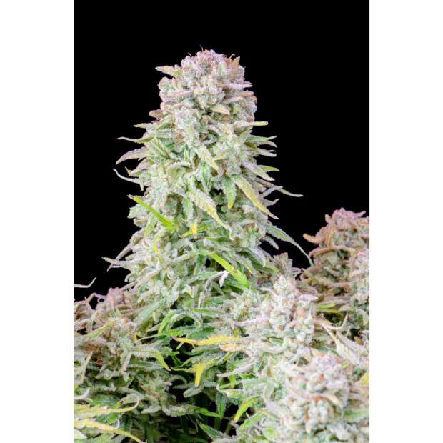 420 Fast Buds Afghan Kush Auto 3 Stk feminisiert