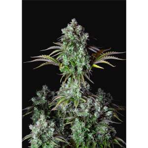420 Fast Buds Big Bud Auto