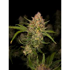 420 Fast Buds Guava Auto