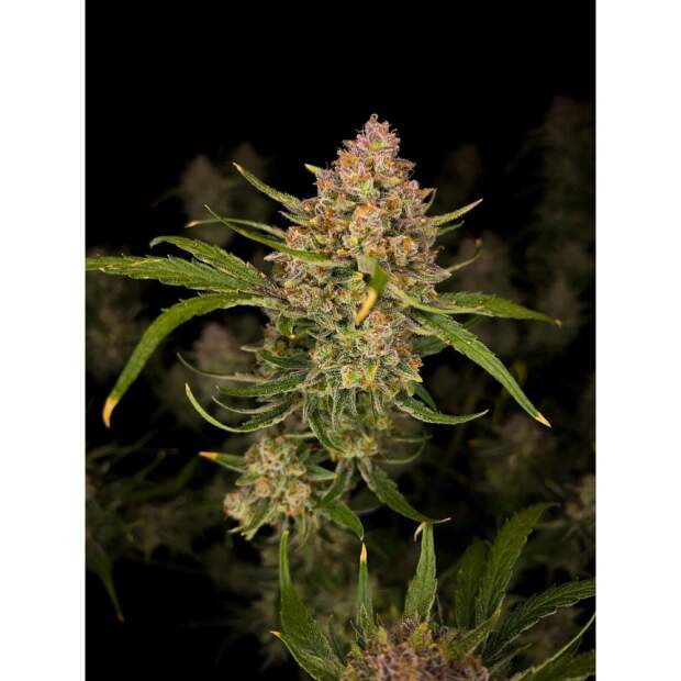 420 Fast Buds Guava Auto 3 Stk feminisiert