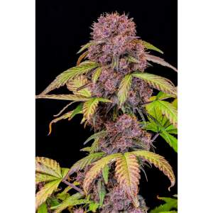 420 Fast Buds Lemon Cherry Cookies Auto