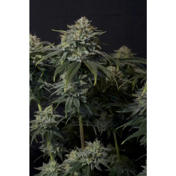 420 Fast Buds Gorilla Cookies FF 5 pcs feminized