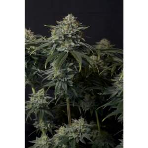 420 Fast Buds Gorilla Cookies FF 5 pcs feminized
