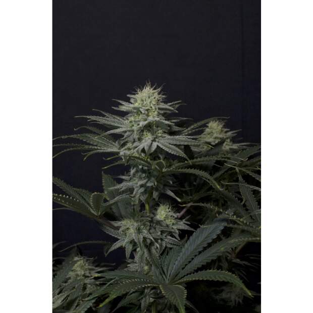 420 Fast Buds GG4 Sherbet FF 3 Stk feminisiert
