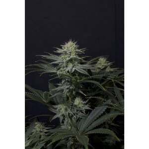 420 Fast Buds GG4 Sherbet FF 5 Stk feminisiert