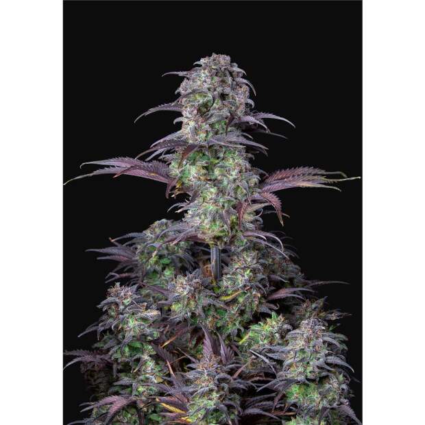 420 Fast Buds Blueberry Auto