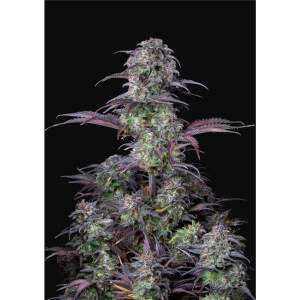 420 Fast Buds Blueberry Auto