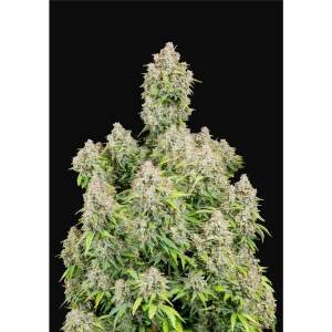420 Fast Buds Cinderella Auto 3 pcs feminized