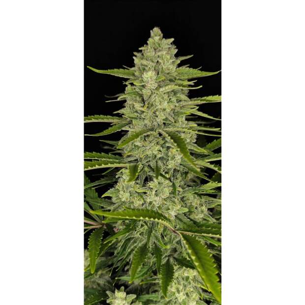 420 Fast Buds Papaya Cookies Auto