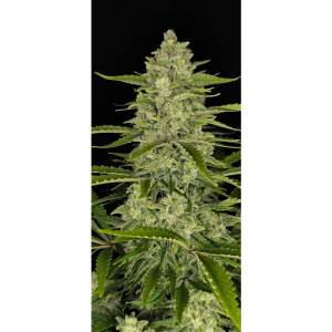 420 Fast Buds Papaya Cookies Auto