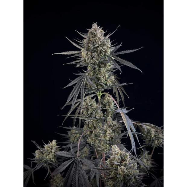 420 Fast Buds Pound Cake Auto 10 Stk feminisiert