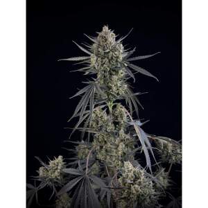 420 Fast Buds Pound Cake Auto 10 Stk feminisiert