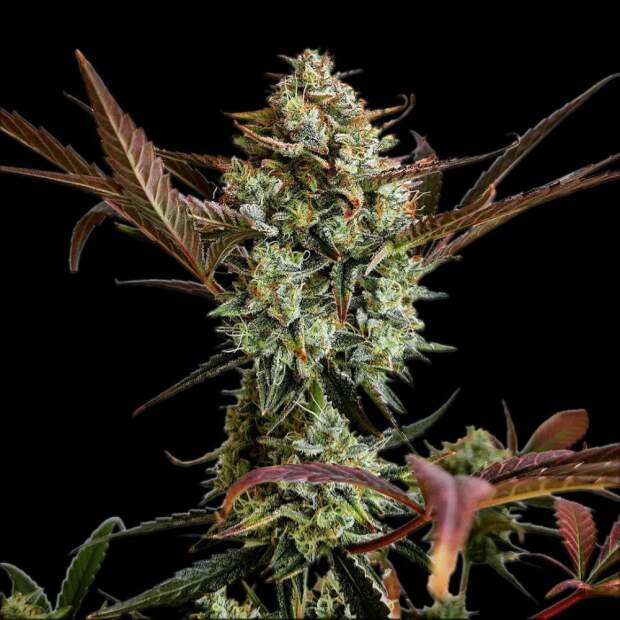 420 Fast Buds Ztrawberriez Auto 3 pcs feminized