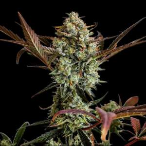 420 Fast Buds Ztrawberriez Auto 3 pcs feminized