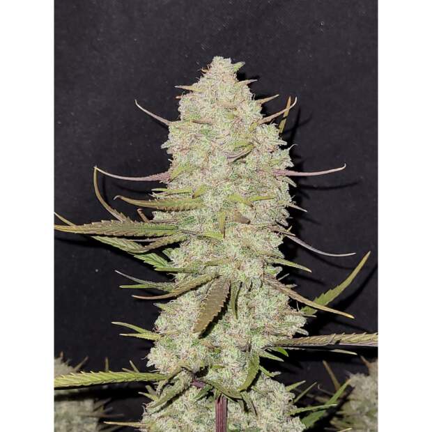 420 Fast Buds Tropicana Cookies Auto 3 Stk feminisiert