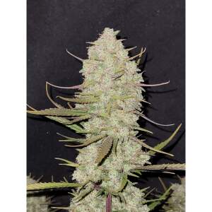 420 Fast Buds Tropicana Cookies Auto 5 Stk feminisiert