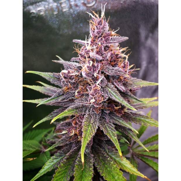 420 Fast Buds Purple Lemonade FF 5 Stk feminisiert