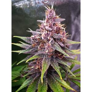 420 Fast Buds Purple Lemonade FF 10 pcs feminized