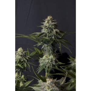 420 Fast Buds Orange Sherbet FF