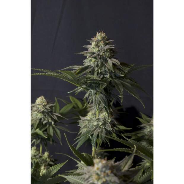 420 Fast Buds Orange Sherbet FF 5 pcs feminized